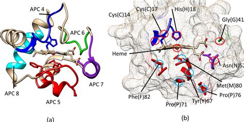 Three Dimensional Structure Of Cytochrome C Pdb Hrc A The Apcs In