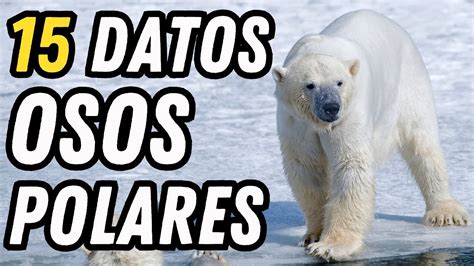 Datos Curiosos De Los Osos Polares Los Reyes Del Rtico Youtube