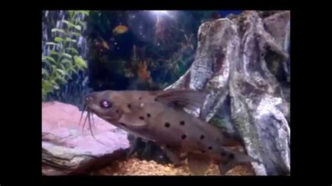 Large Synodontis Catfish Ocellifer Youtube