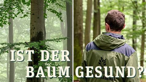 Ist der Baum gesund Wie man den Gesundheitszustand von Bäumen erkennt