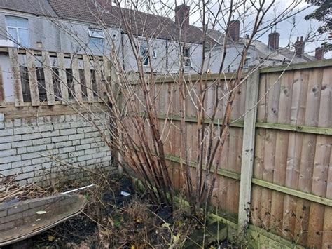 Japanese Knotweed Identification Indentify Invasive Knotweed Plant
