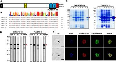 Frontiers Merozoite Surface Protein 1 Paralog Is Involved In The