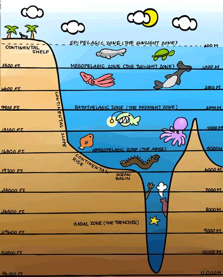 Ocean Zones Diagram For Kids