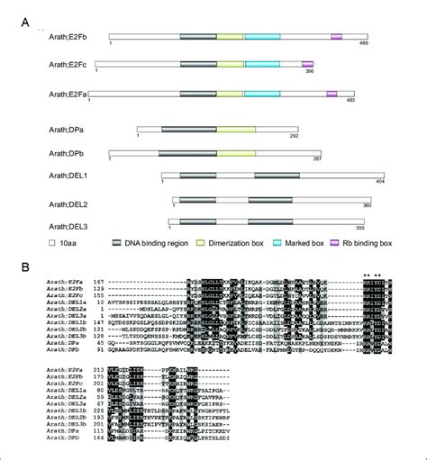 Structural organization of the E2F, DP, and DEL families at the protein ... 
