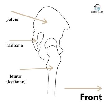 Understanding the Hips: Flexion - GHOSH YOGA