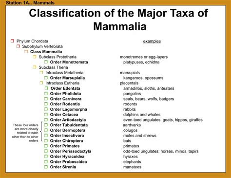 (PDF) Station 1A1. Mammals Classification of the Major Taxa of ...Order Carnivora seals, bears ...