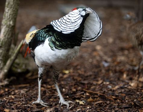 Pheasant (Lady Amherst's) - Dudley Zoological Gardens