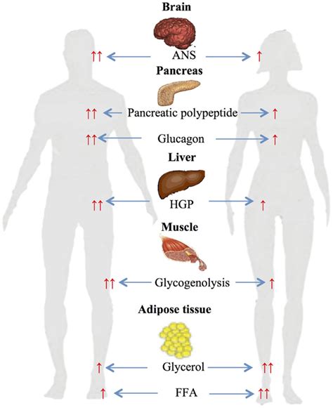 Frontiers Sexual Dimorphism In Glucose And Lipid Metabolism During Fasting Hypoglycemia And