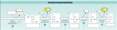 Glycolysis Energy Payoff Phase Diagram Quizlet