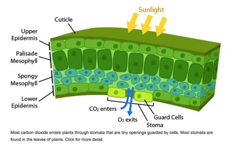 Exchange Of Gases In Plants Explain How The Exchange Of Gases Occurs