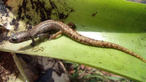 Black spotted False Brook Salamander from 94464 Ver México on March