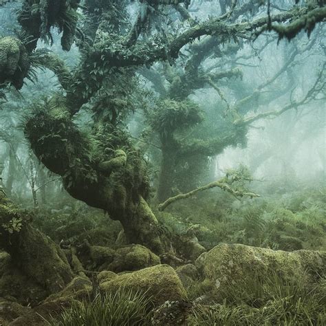 White Witch Green Witch Dartmoor Stunning Photography Foggy Pagan