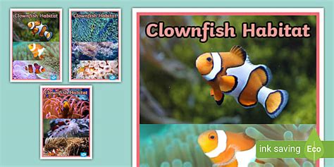 FREE! - Clown Fish Habitat Poster | Classroom Resources | Twinkl