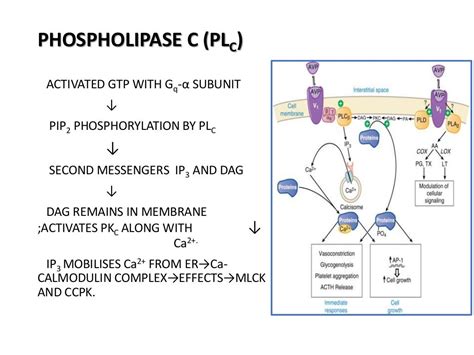 Drug Receptors