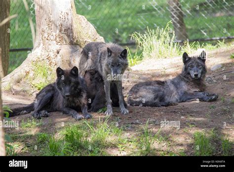 Black Wolves Hi Res Stock Photography And Images Alamy