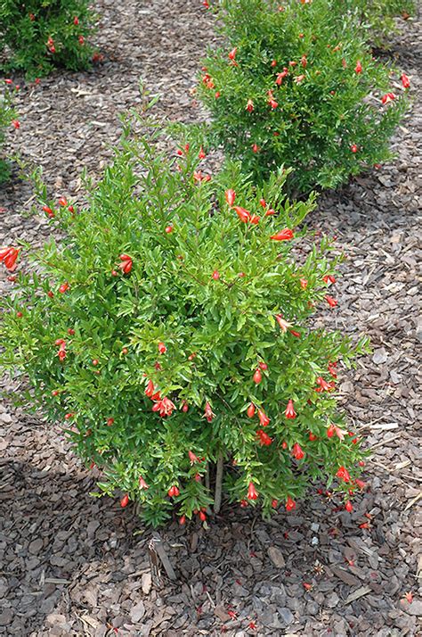 Dwarf Pomegranate Punica Granatum Nana In Oklahoma City Edmond