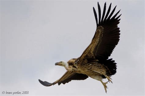 Griffon Vulture Vautour Fauve Gyps Fulvus Champagne Flickr