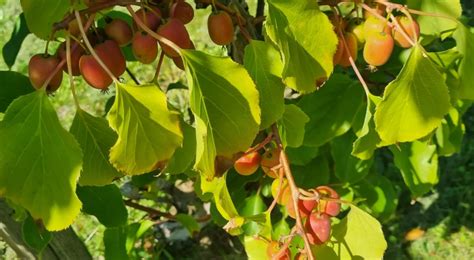 Plantatorzy Bacznie Obserwuj Minikiwi Zainteresowanie Jest Bardzo Du E