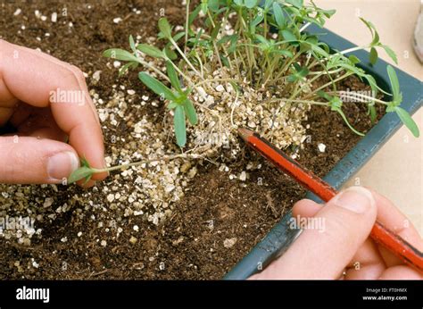 Close Up Of Hands Pricking Out Seedlings Stock Photo Alamy