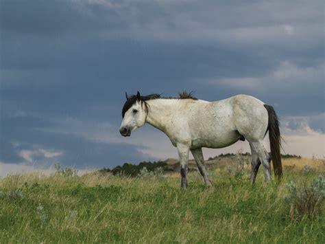 Bull Elk by Galloimages Online | FineArtCanvas.com – Fineartcanvas.com