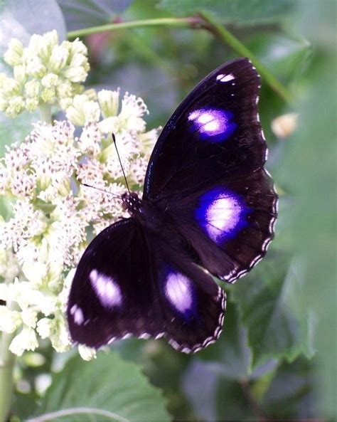 Mariposa morada Fondo de pantalla de teléfono HD SmartResize