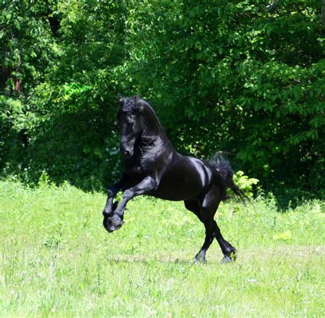 Black Stallion Stock by LarissaAllen on DeviantArt