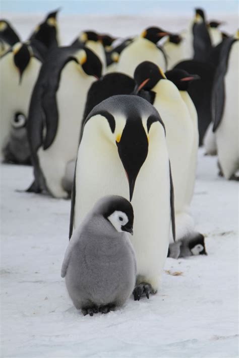 [Video] Added new pictures and video for the upcoming Korean documentary 'Emperor Penguins Peng ...