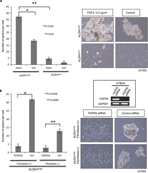 Sphere Formation Assay With Recombinant Fgf4 And Fgfr2 Sirna A