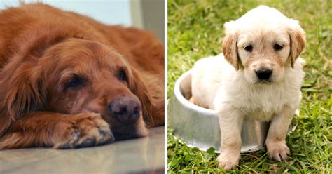 Este Perrito Viejo Y Ciego Vuelve A Jugar Gracias A Su Nuevo Amigo Un