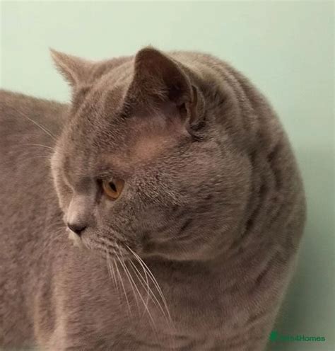 Bsh Gccf Active Reg Lilac Stud For Stud In Warminster Pets4homes