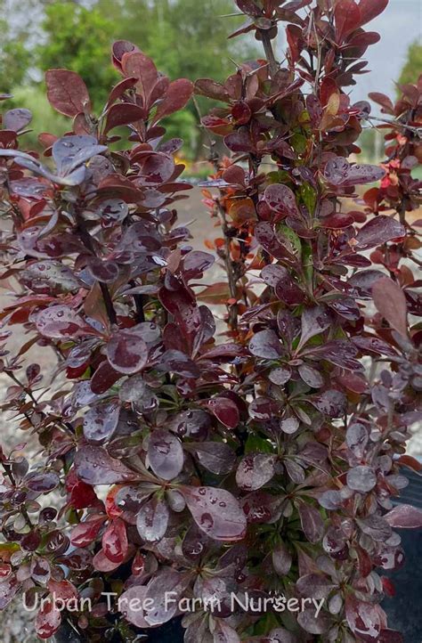 Berberis thunbergii 'Helmond Pillar' | Urban Tree Farm Nursery