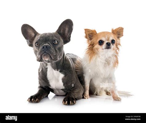 French Bulldog And Chihuahua In Front Of White Background Stock Photo
