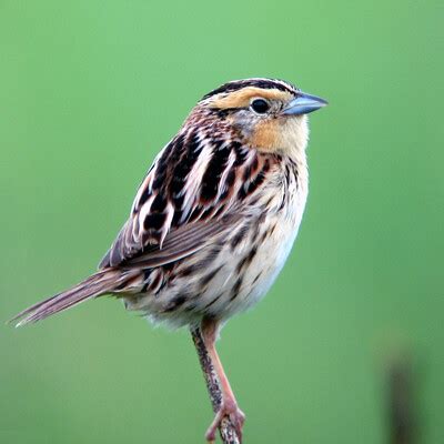 Leconte S Sparrow Ammospiza Leconteii Birdweather