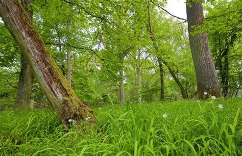 Referenzlisten Ellenberg Leuschner 2010 Deutschlands Natur