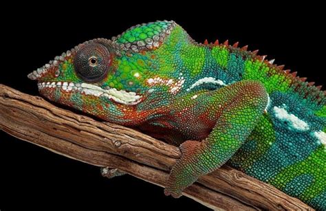 3 Ways To Be A Remarkable Chameleon Like Leader Lead Life Well