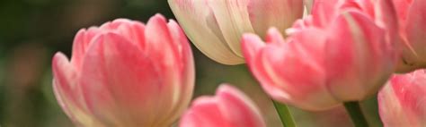 Tulips: Flower Meaning, Symbolism & Influence