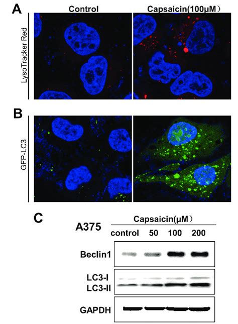 Induction Of Autophagy By Capsaicin In Human Melanoma Cells A Cells