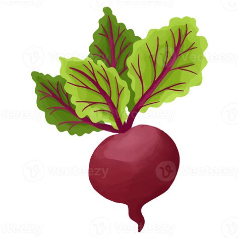 Radishes Clip Art