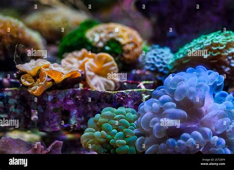 Escena Del Incre Ble Acuario De Arrecifes De Coral De Agua Salada De