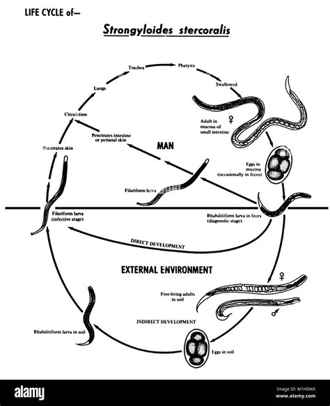 Roundworm life cycle Cut Out Stock Images & Pictures - Alamy