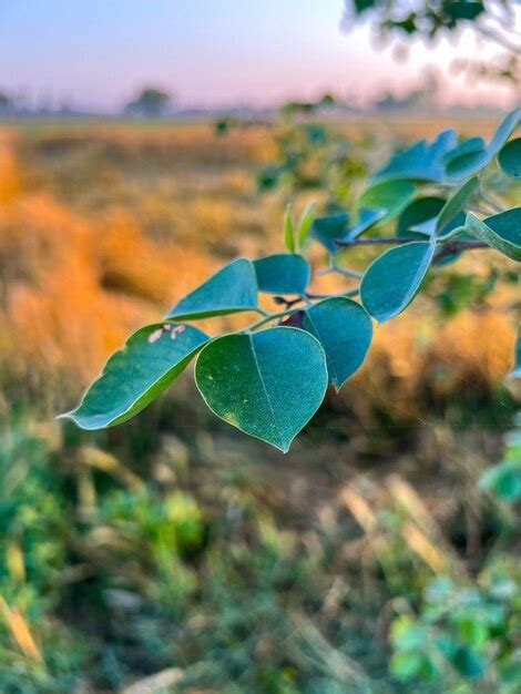 Un Primer Plano De Una Planta Con Un Cielo Naranja Brillante En El