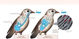 How Do Whales Breathe Respiration Process And Evolutionary Adaptations