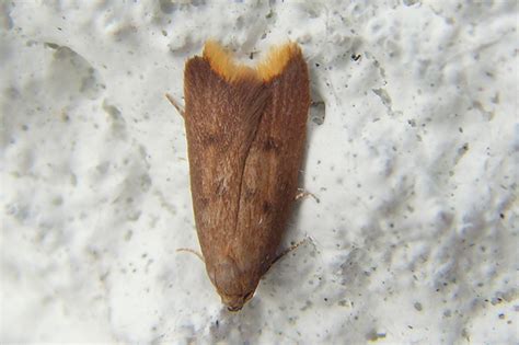 Common Garden Micro Moth Identification