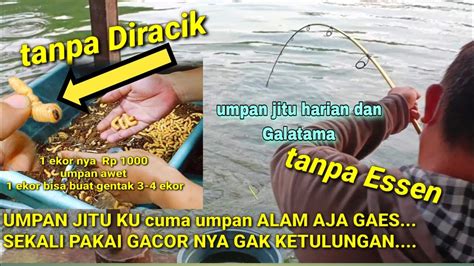 SAKING GACOR NYA UMPAN INI JADI REBUTAN DETIK IKAN 15 KG NAIK