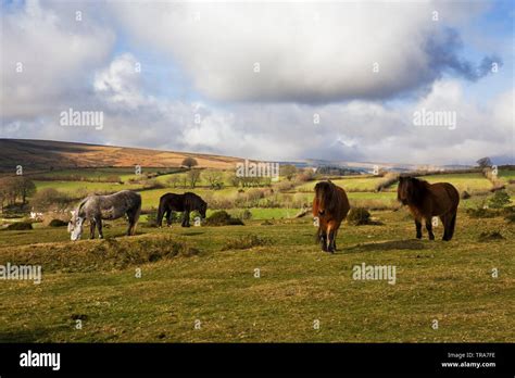 Dartmoor Ponies Winter Hi Res Stock Photography And Images Alamy