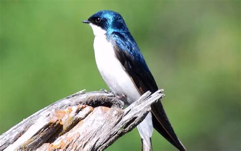 Tree Swallow History Facts Size Habitat Classification And Much More