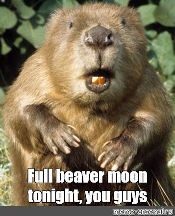 Meme Full Beaver Moon Tonight You Guys All Templates Meme