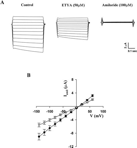 Inhibition Of Enac By Etya A Representative Recordings In An Oocyte