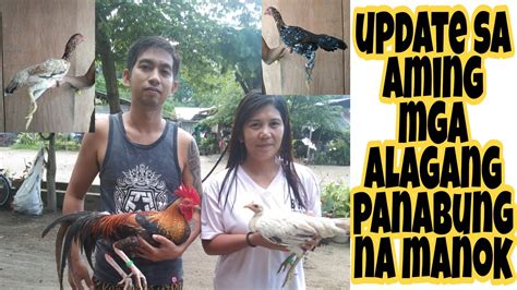 UPDATE SA AMING MGA ALAGANG PANABUNG NA MANOK KA LINYADA TV YouTube