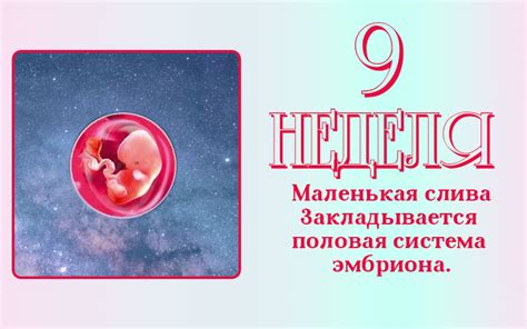 9 неделя беременности - как бороться с токсикозом? - Лямусик